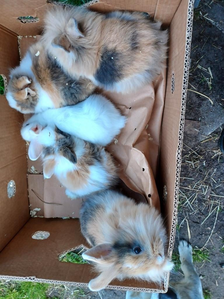 hangoortjes, Dieren en Toebehoren, Konijnen, Dwerg