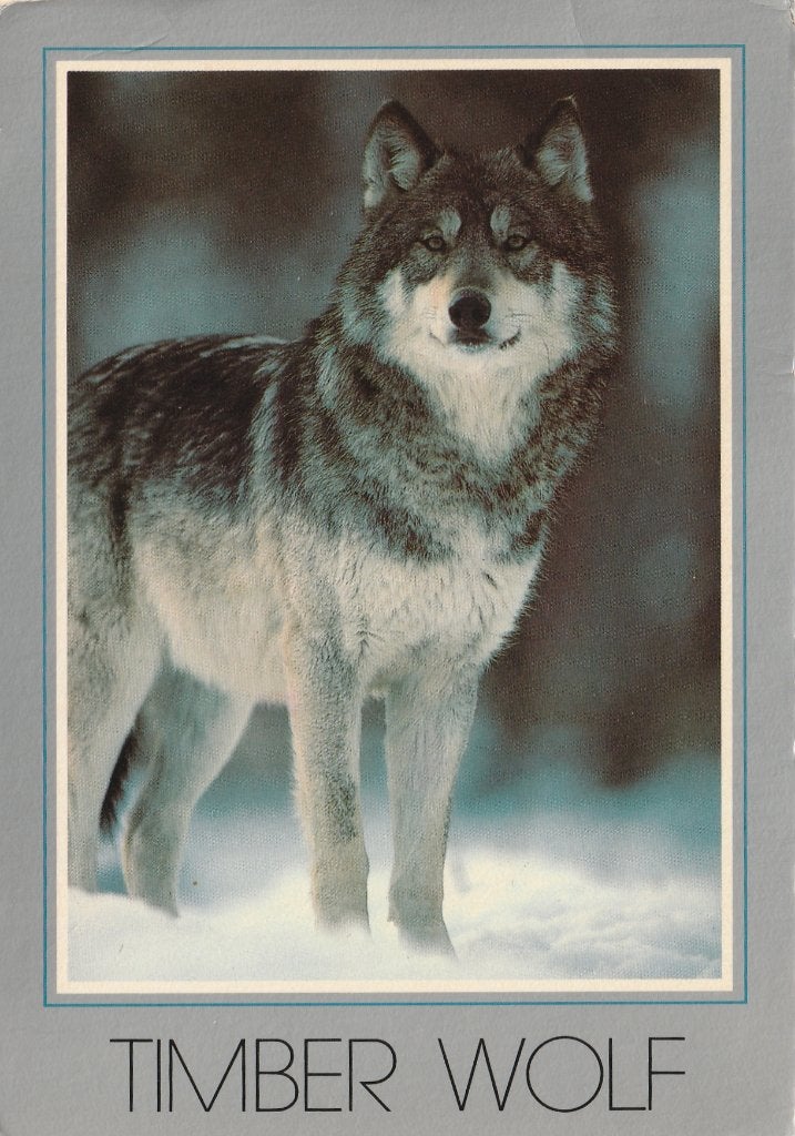 TIMBER  WOLF   + Mooie postzegel !, Verzamelen, Ophalen of Verzenden, 1980 tot heden, Gelopen, Wild dier