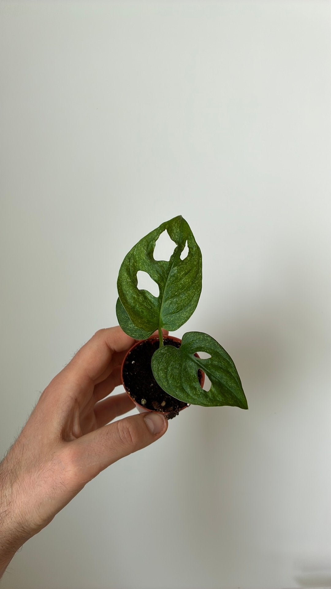 Monstera adansonii mint, Ophalen