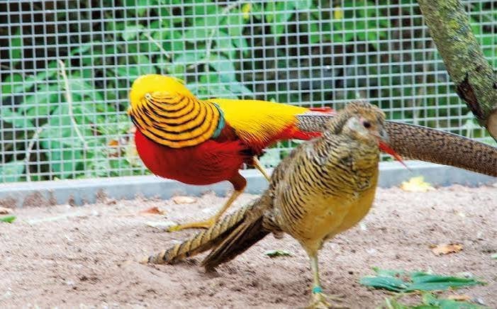 goudfazanten jongen 2026, Dieren en Toebehoren