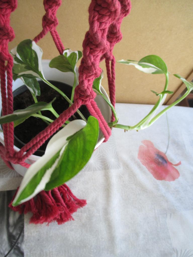 hangplant, Groene kamerplant, Ophalen of Verzenden, Overige soorten