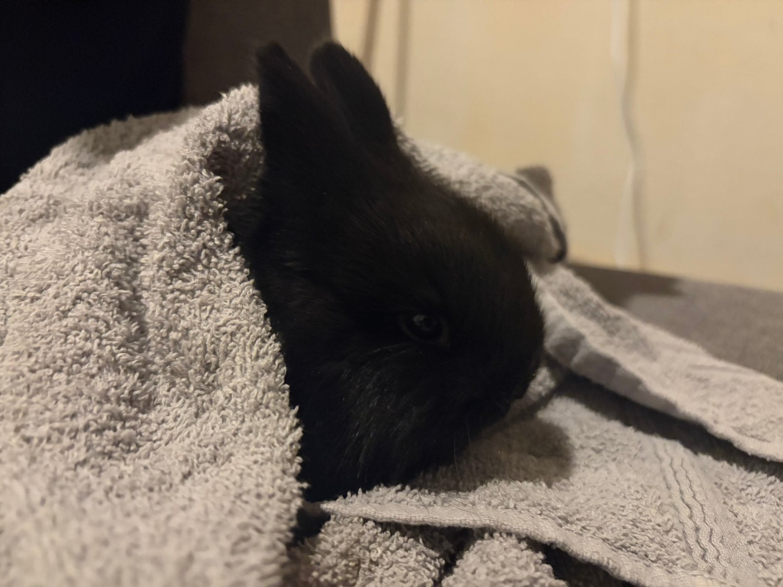 Jonge kleurdwerg konijntje, Plusieurs animaux, Nain, 0 à 2 ans