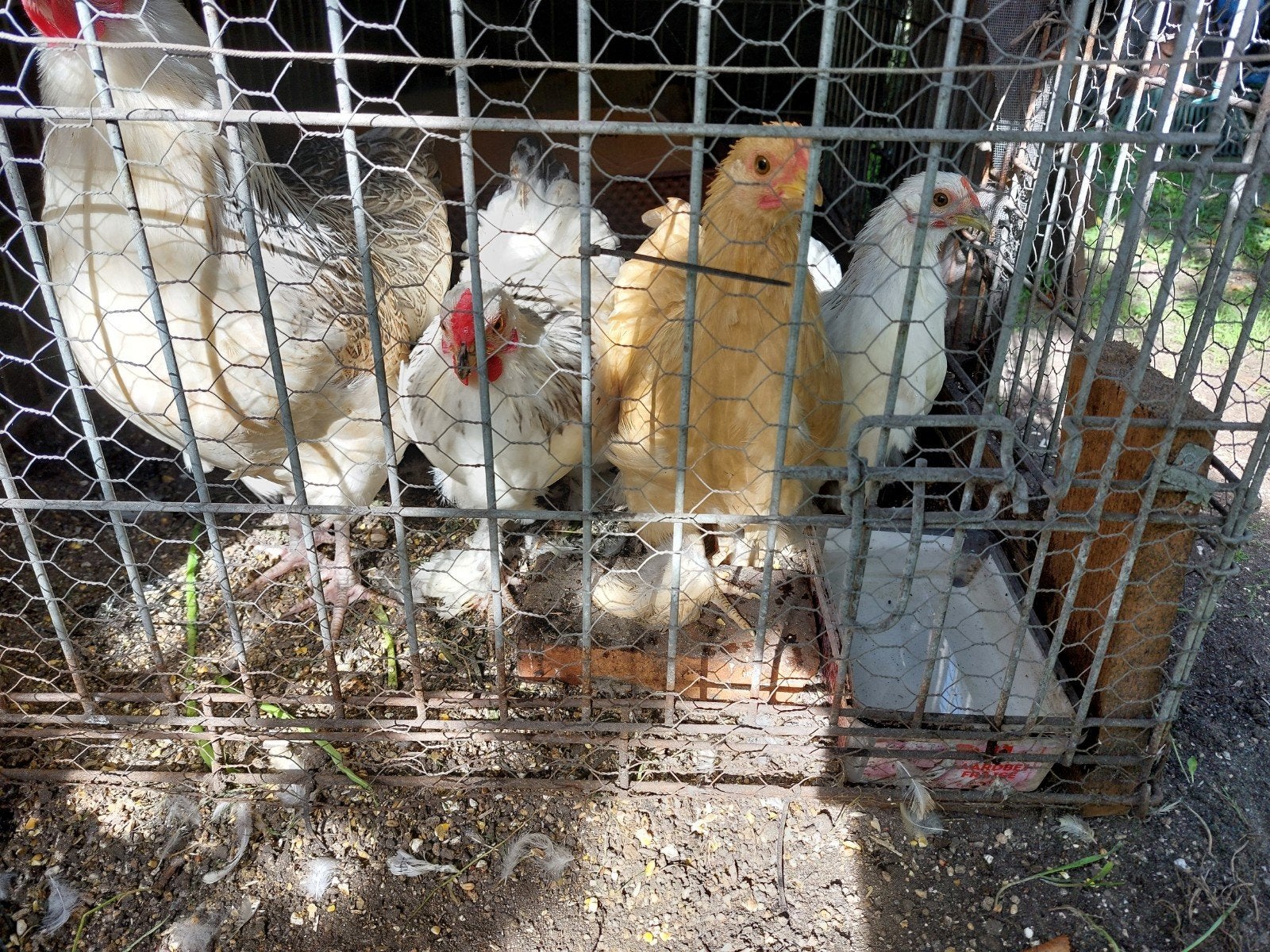 trio de poussins, Animaux & Accessoires