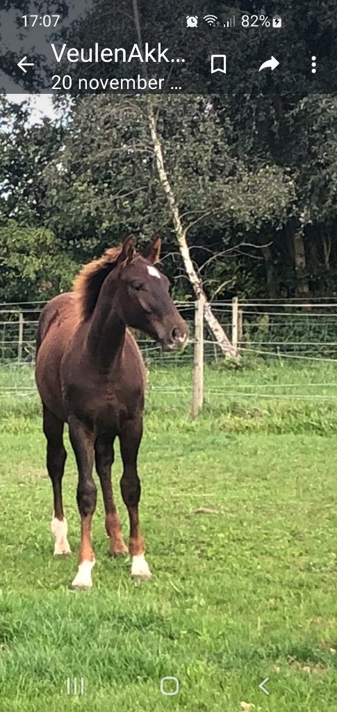3.5 jarige hengst, Dieren en Toebehoren, Springpaard, Met stamboom, Hengst, 3 tot 6 jaar