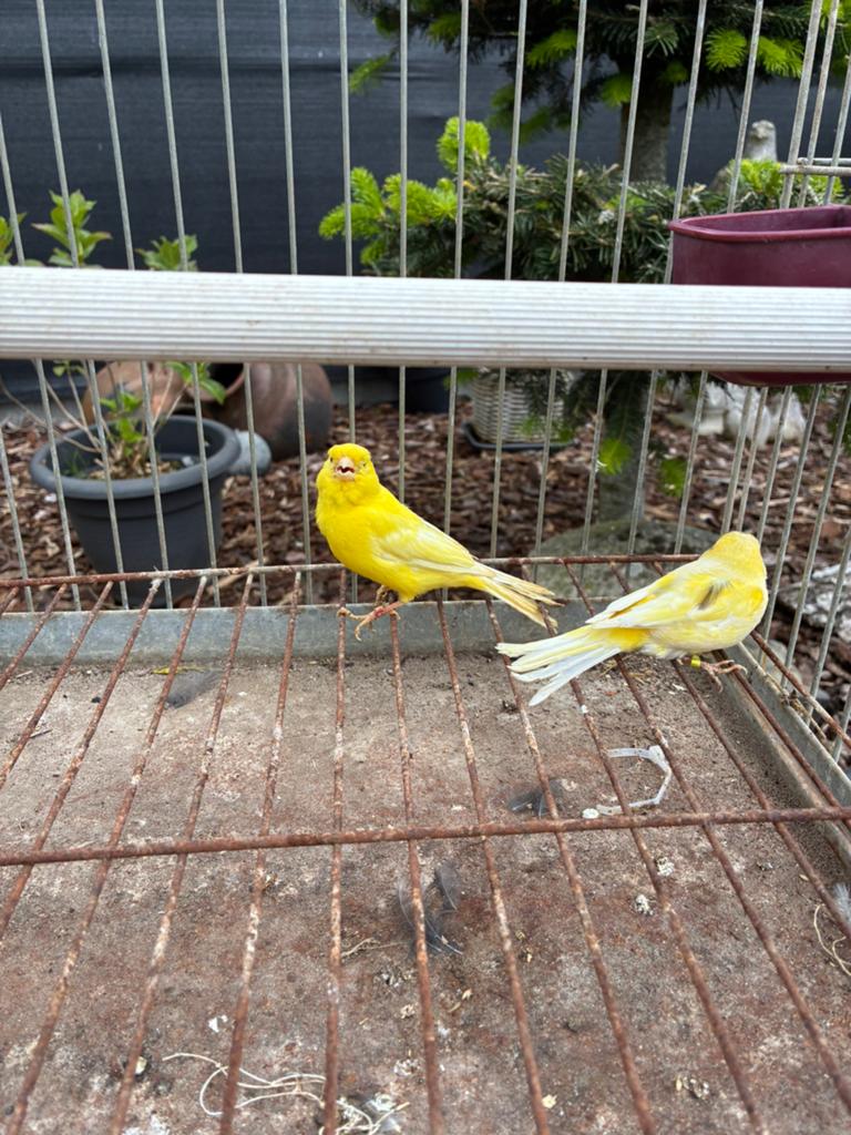 Gele kanarie, Dieren en Toebehoren, Vogels | Kanaries