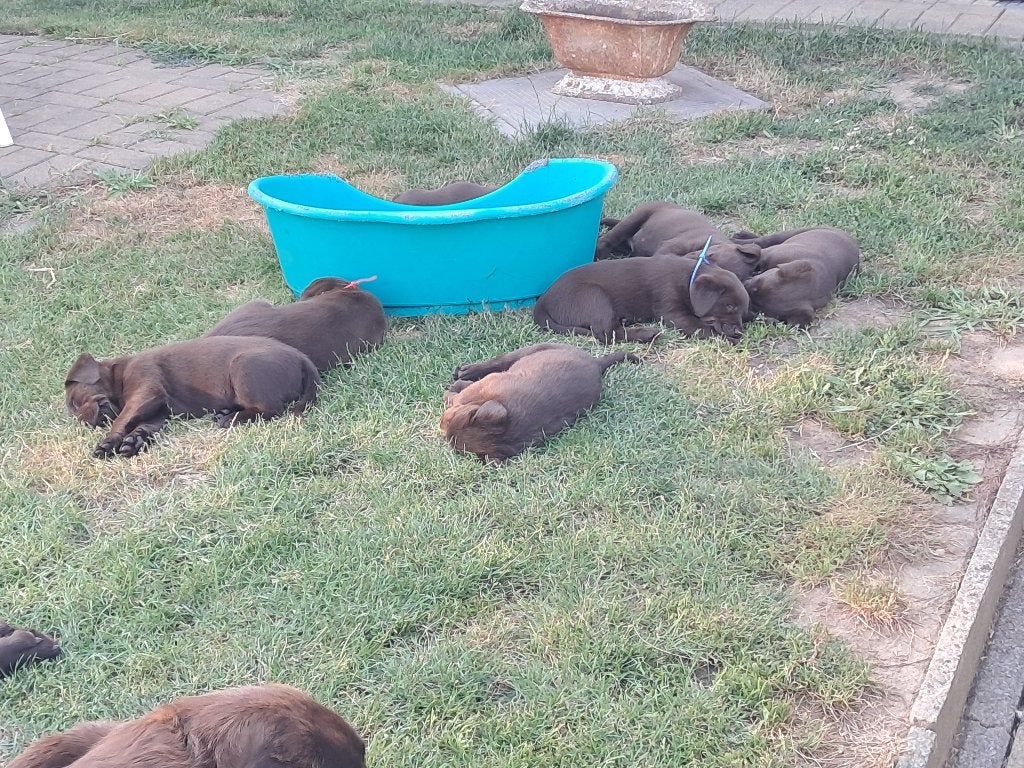 labrador pups, Parvo, België, Particulier, Reu