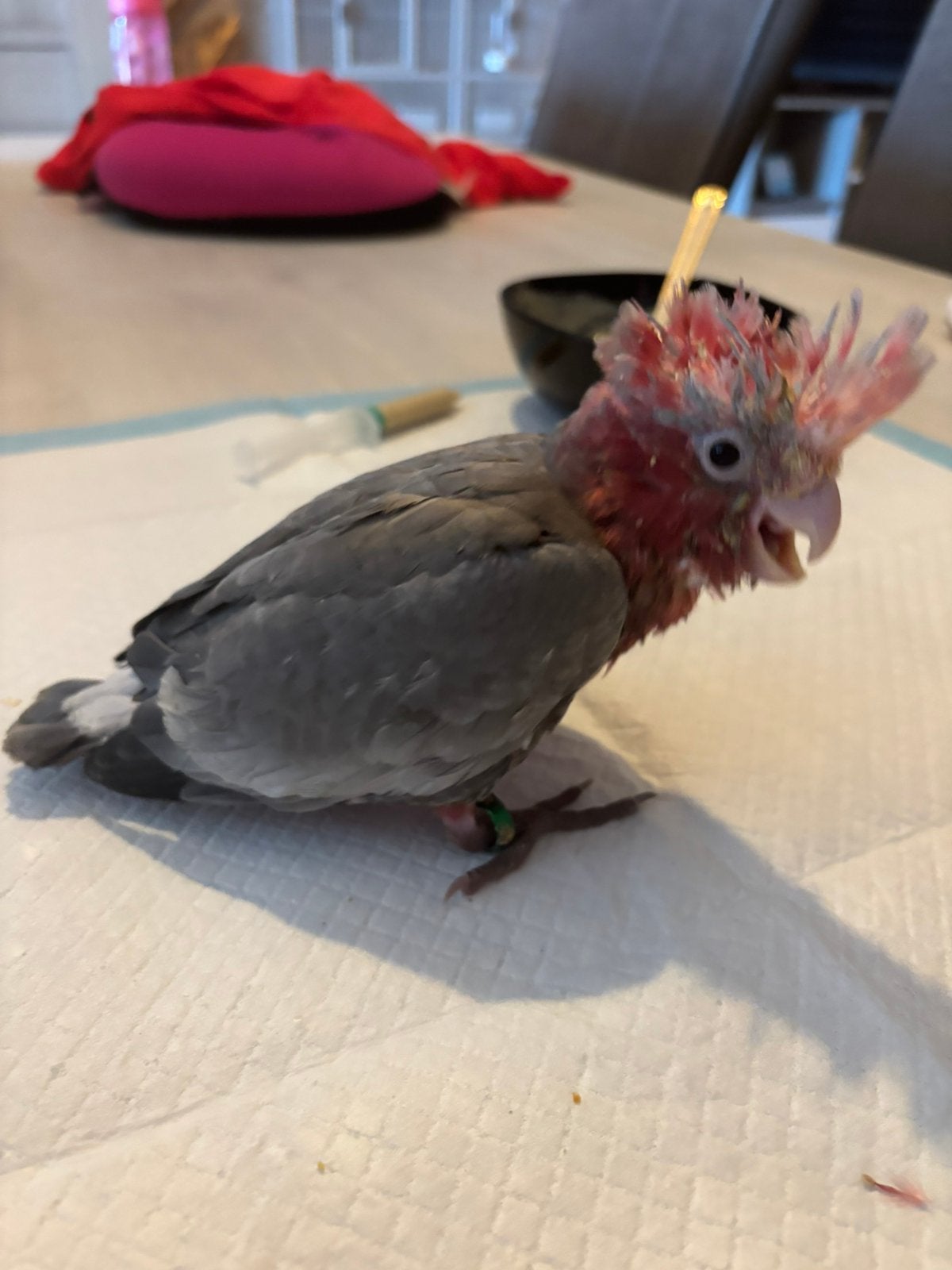 Roze kaketoes handtam, Dieren en Toebehoren, Geslacht onbekend, Papegaai, Geringd