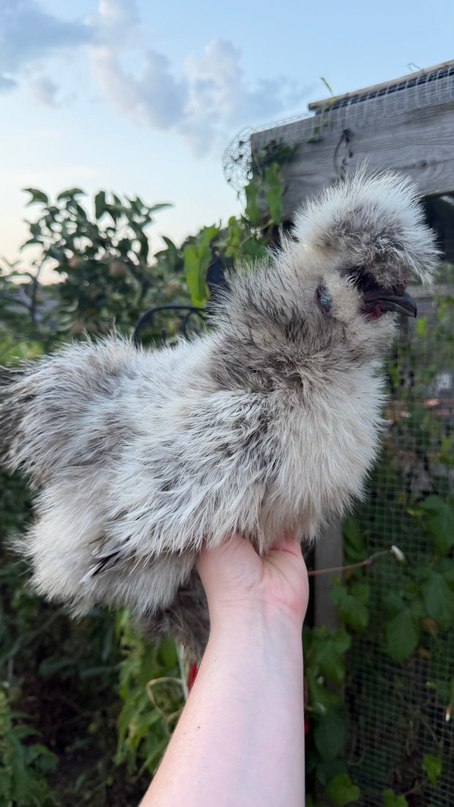 Zijdehoen frizzle haantje, Dieren en Toebehoren, Pluimvee, Mannelijk, Kip