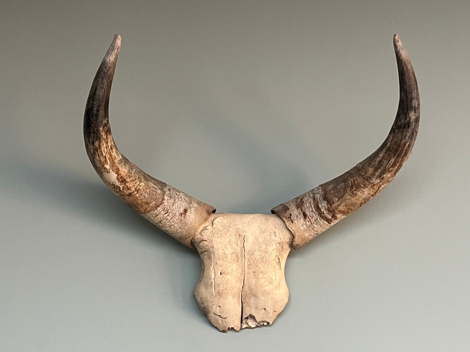 Schedel rund met hoorns, Ophalen, Zo goed als nieuw, Schedel