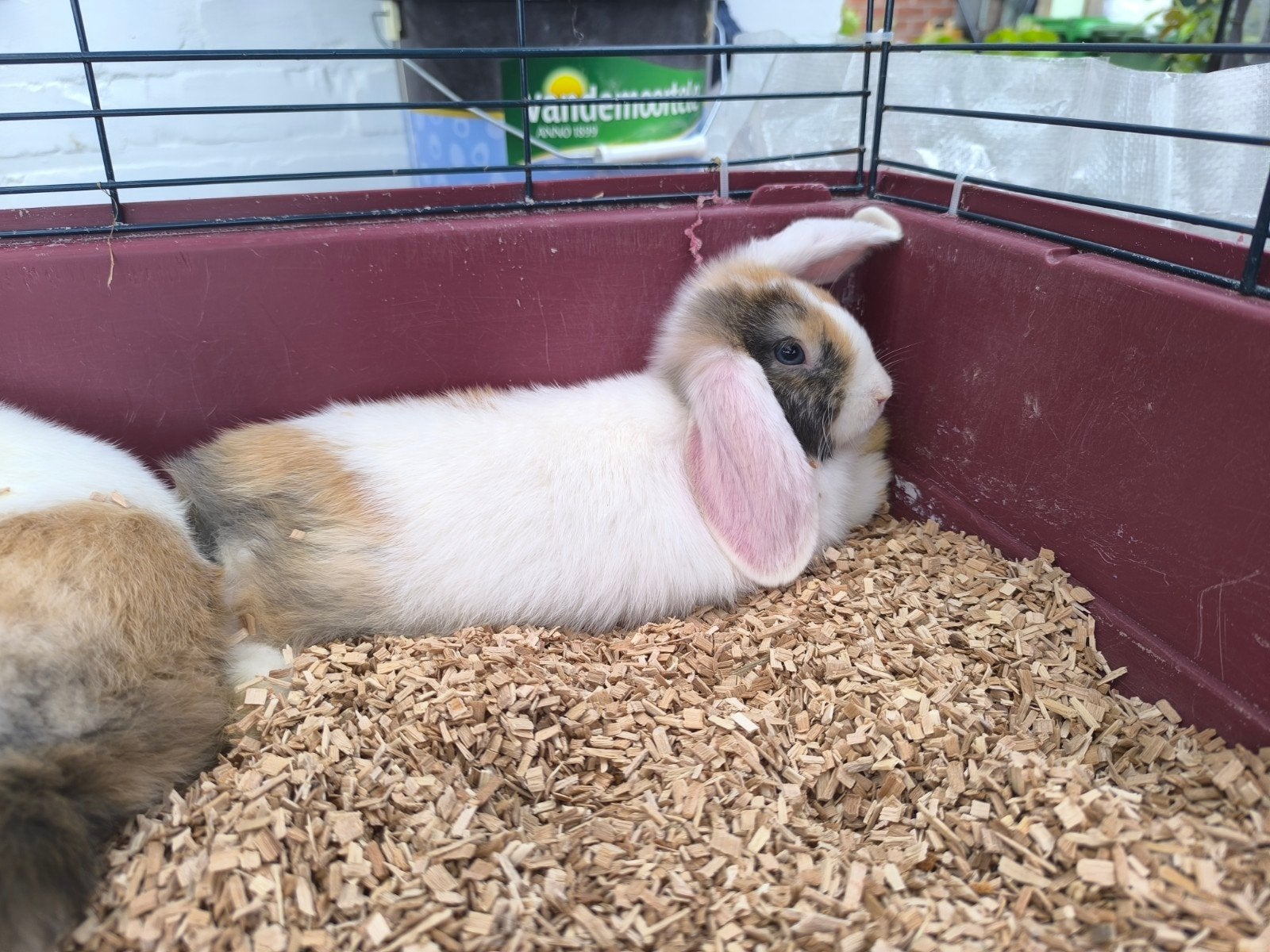 4 Jonge dwerg hangoor konijnen voedsters, Nain, Oreilles tombantes