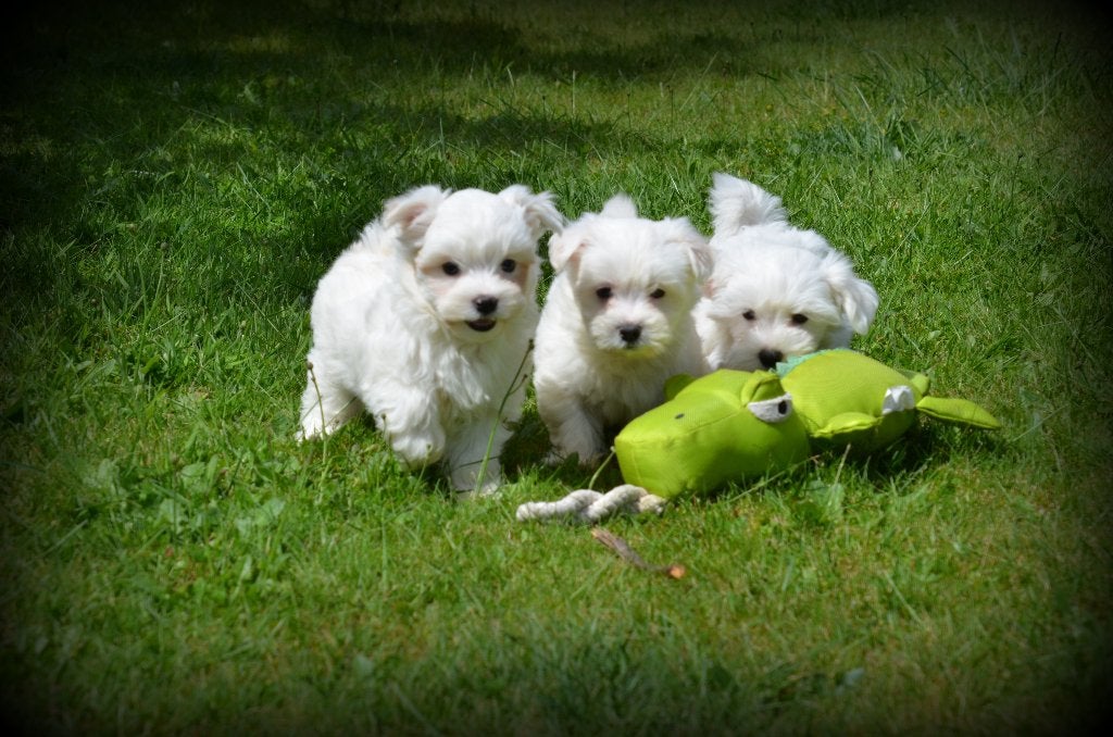 Maltezer pups, Parvo, België, Maltezer, 15 weken tot 1 jaar