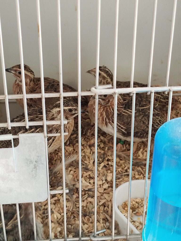 3 koppels Japanse kwartels