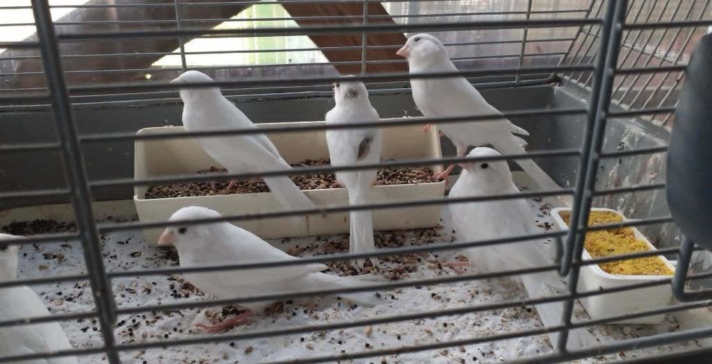 vogels, Plusieurs animaux, Bagué