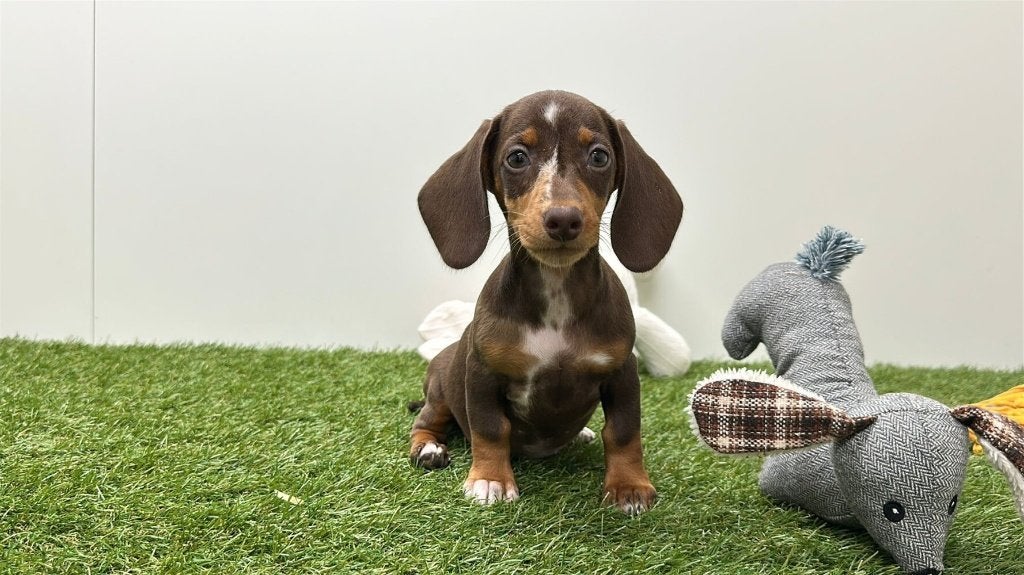 Gladharige Dwergteckel pups, Dieren en Toebehoren, Honden | Teckels en Dashonden, België, 8 tot 15 weken, Korthaar, Dwerg