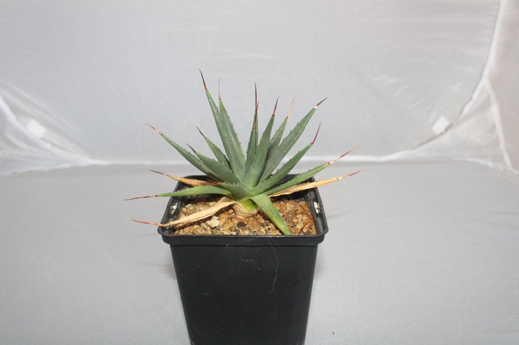 Agave utahensis, Maison & Meubles, Plantes d'intérieur, Plante succulente, Moins de 100 cm, Plante verte, Plein soleil, Enlèvement ou Envoi