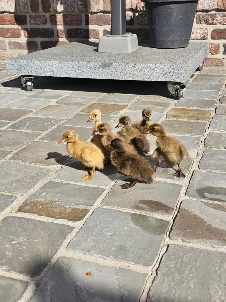 Tamme kuikens loopeend te koop, Dieren en Toebehoren