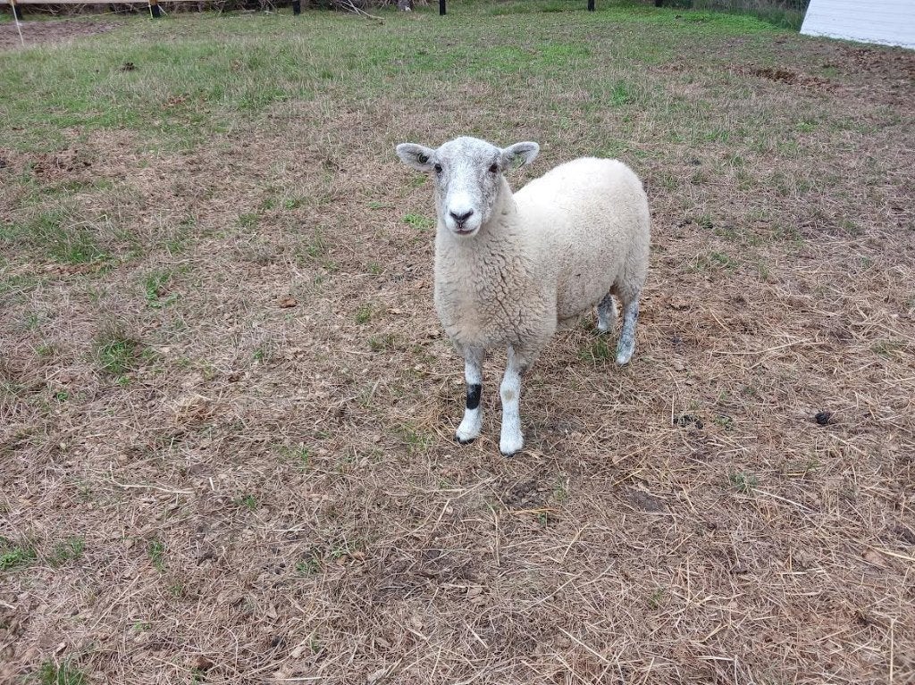 ooi Lleyn  x herdwick, Dieren en Toebehoren, Mannelijk, Schaap, 0 tot 2 jaar