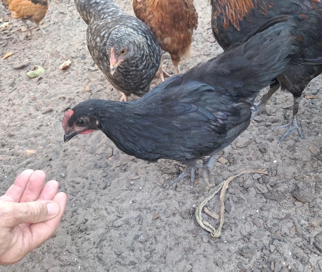 Haan australorp, Mâle, Poule ou poulet