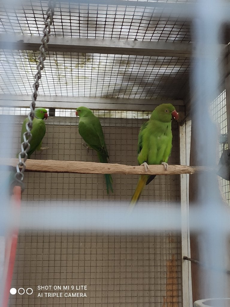 jonge halsband parkiet, Dieren en Toebehoren, Parkiet, Geringd