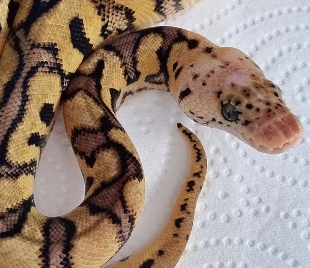 0.1 spotnose pastel clown koningspython