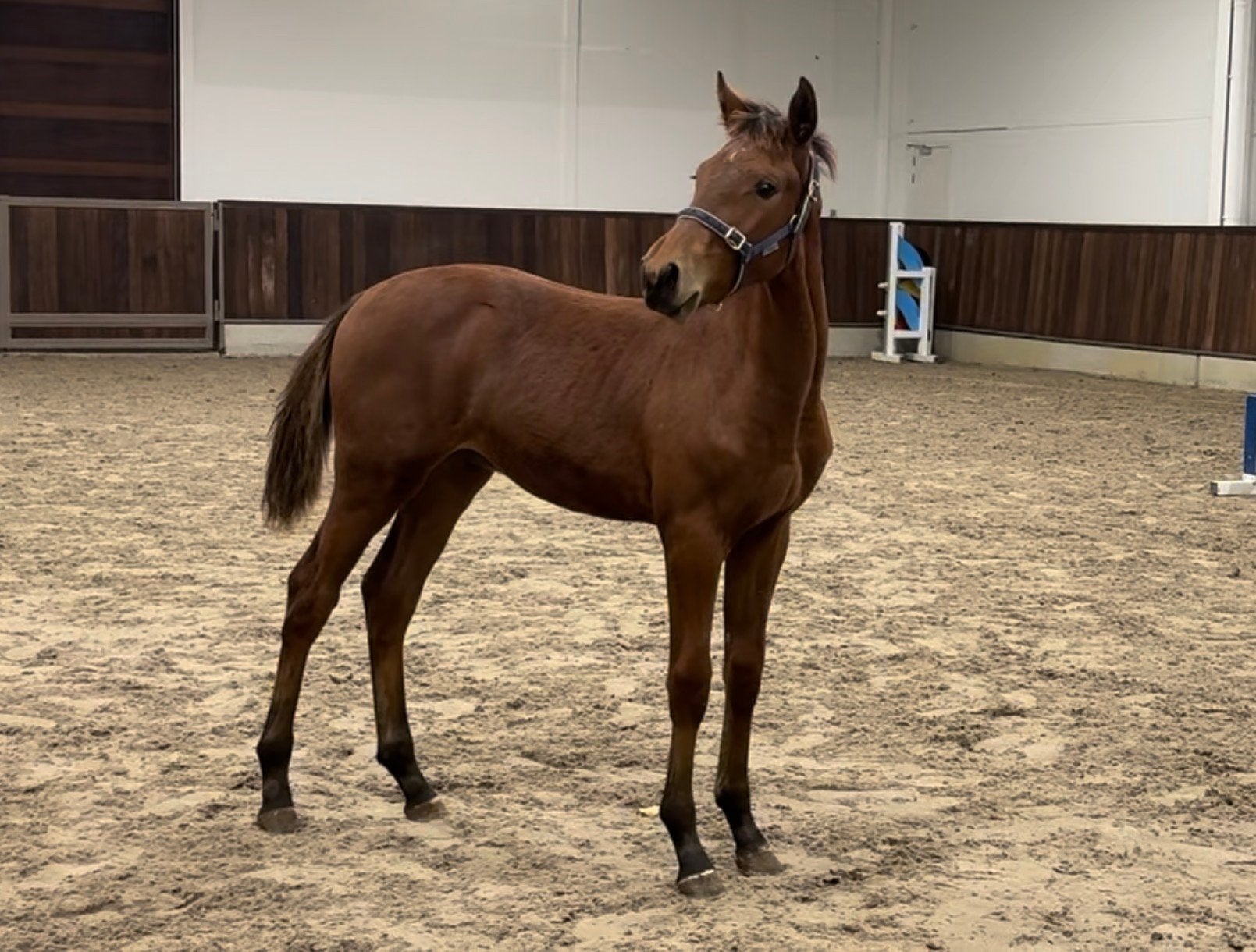 EMERALD veulen uit beloftevolle stam, Hengst, Z