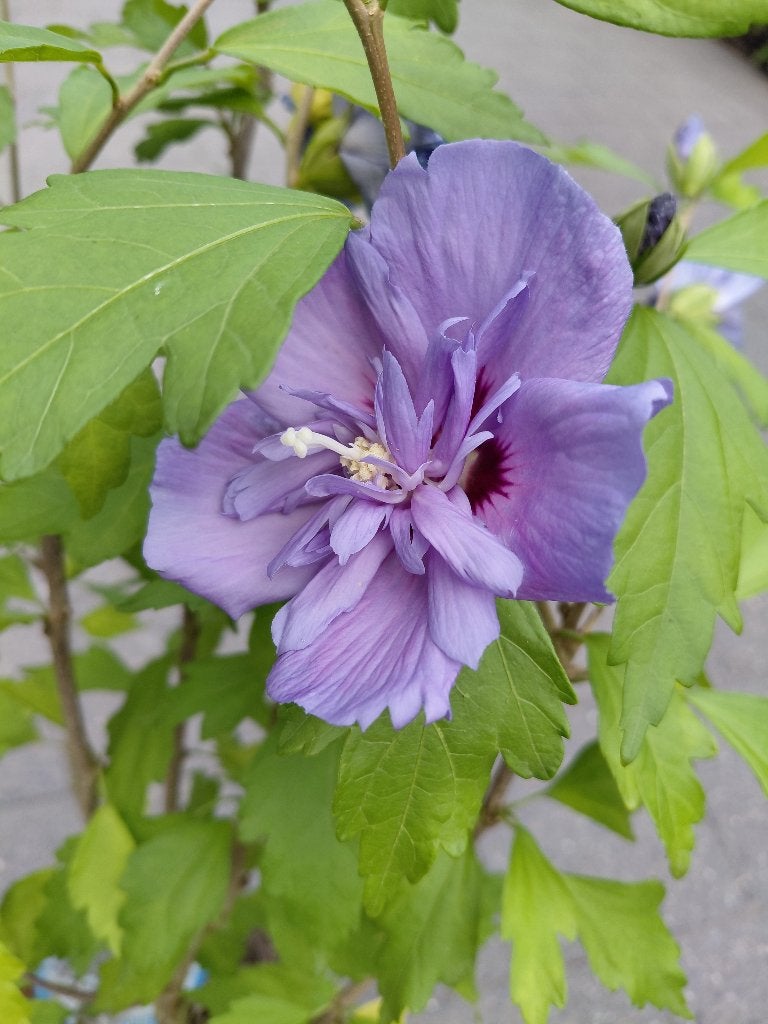 Hibiscus Chiffon Blue, Tuin en Terras, Planten | Tuinplanten, Ophalen, Volle zon