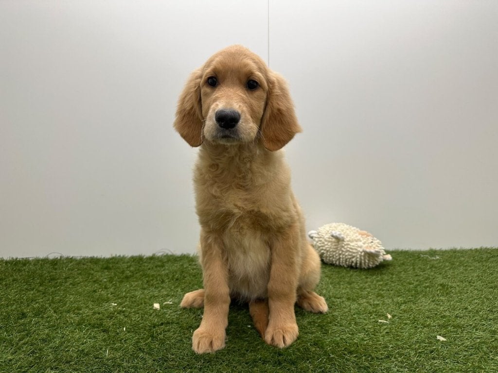Golden Retriever pups, Dieren en Toebehoren, Golden retriever, België, 8 tot 15 weken, CDV (hondenziekte)