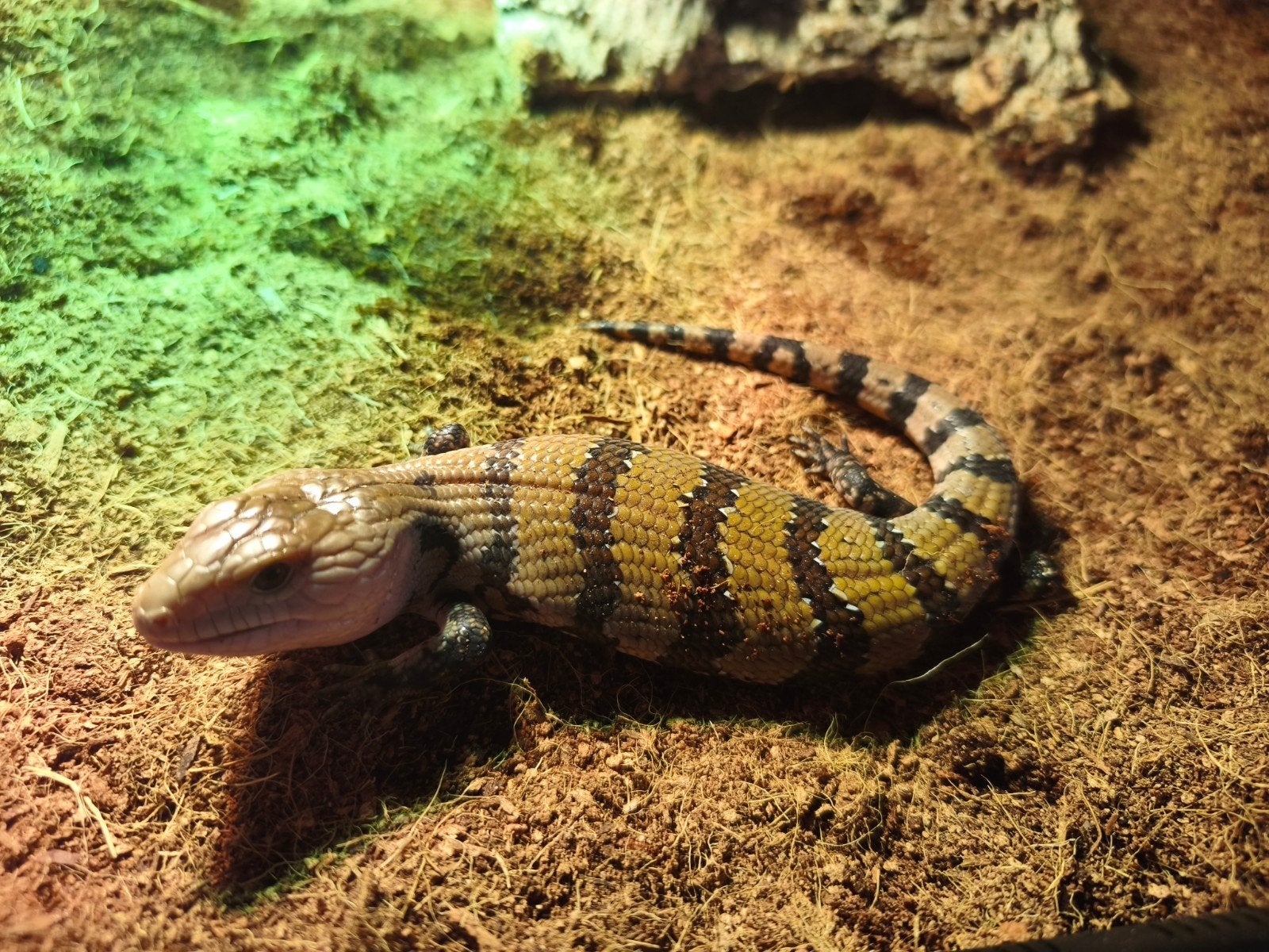 blauwtong skink Tiliqua gigas evanescens jong dier