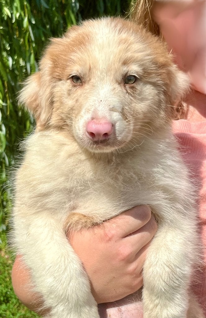 Border collie pups, Hépatite contagieuse (maladie de Rubarth), 8 à 15 semaines, Colley, Plusieurs