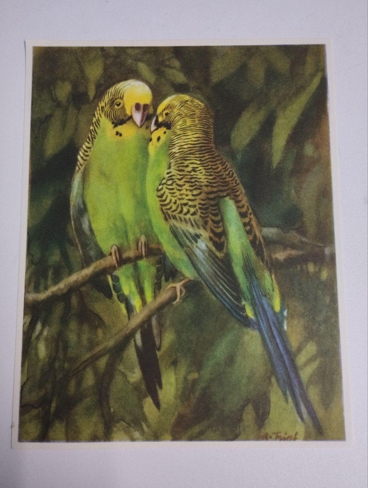 een prent over 2 vogels parkieten kleur verschillende kleure, Verzamelen, Ophalen, Prent