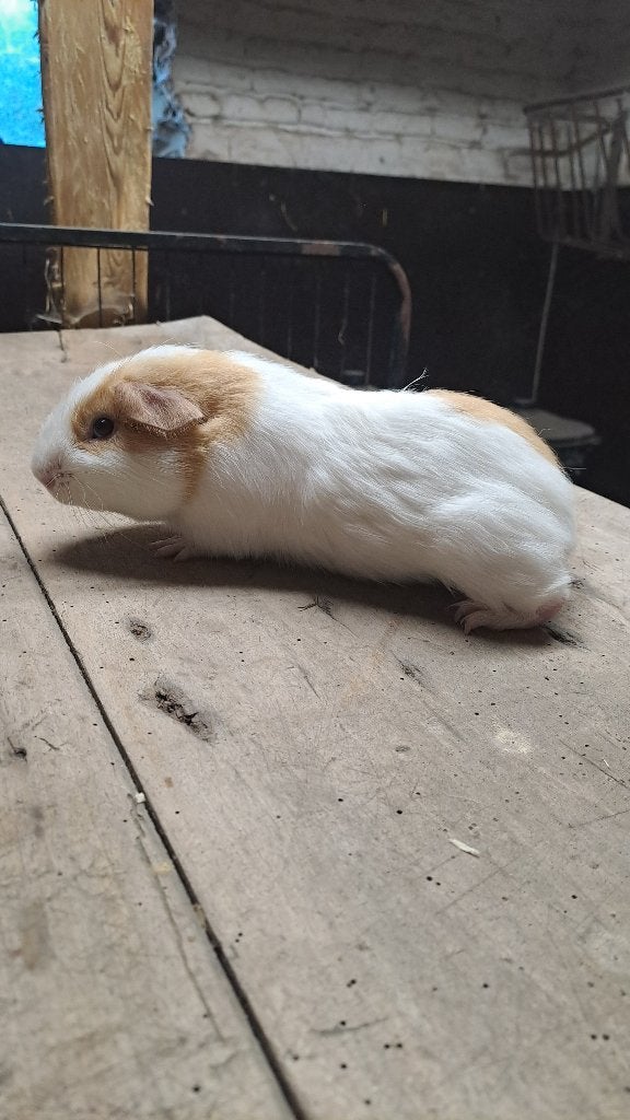 Cavia’s, September, Mannelijk, Cavia