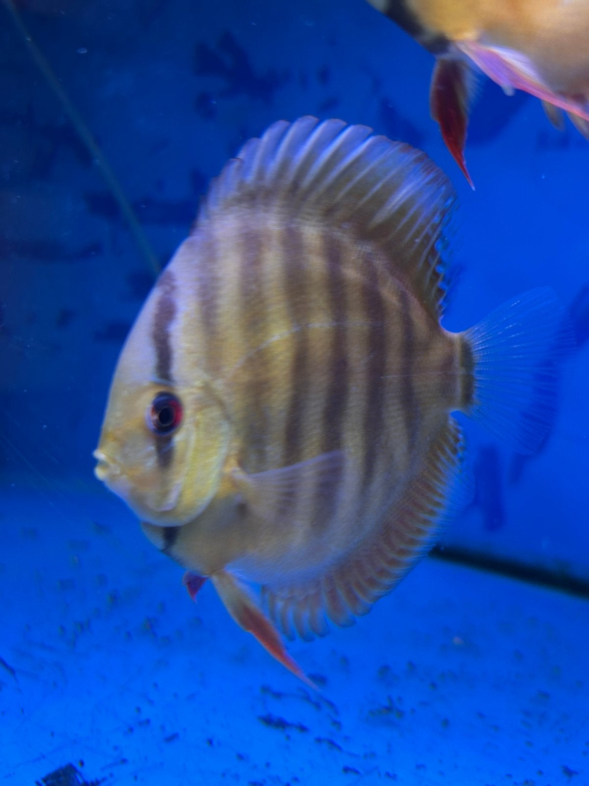 Poisson discus discus bruns, Poisson, Poisson d'eau douce, Banc de poissons