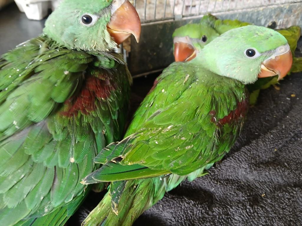 Handtamme alexanders, Meerdere dieren, Parkiet, Tam