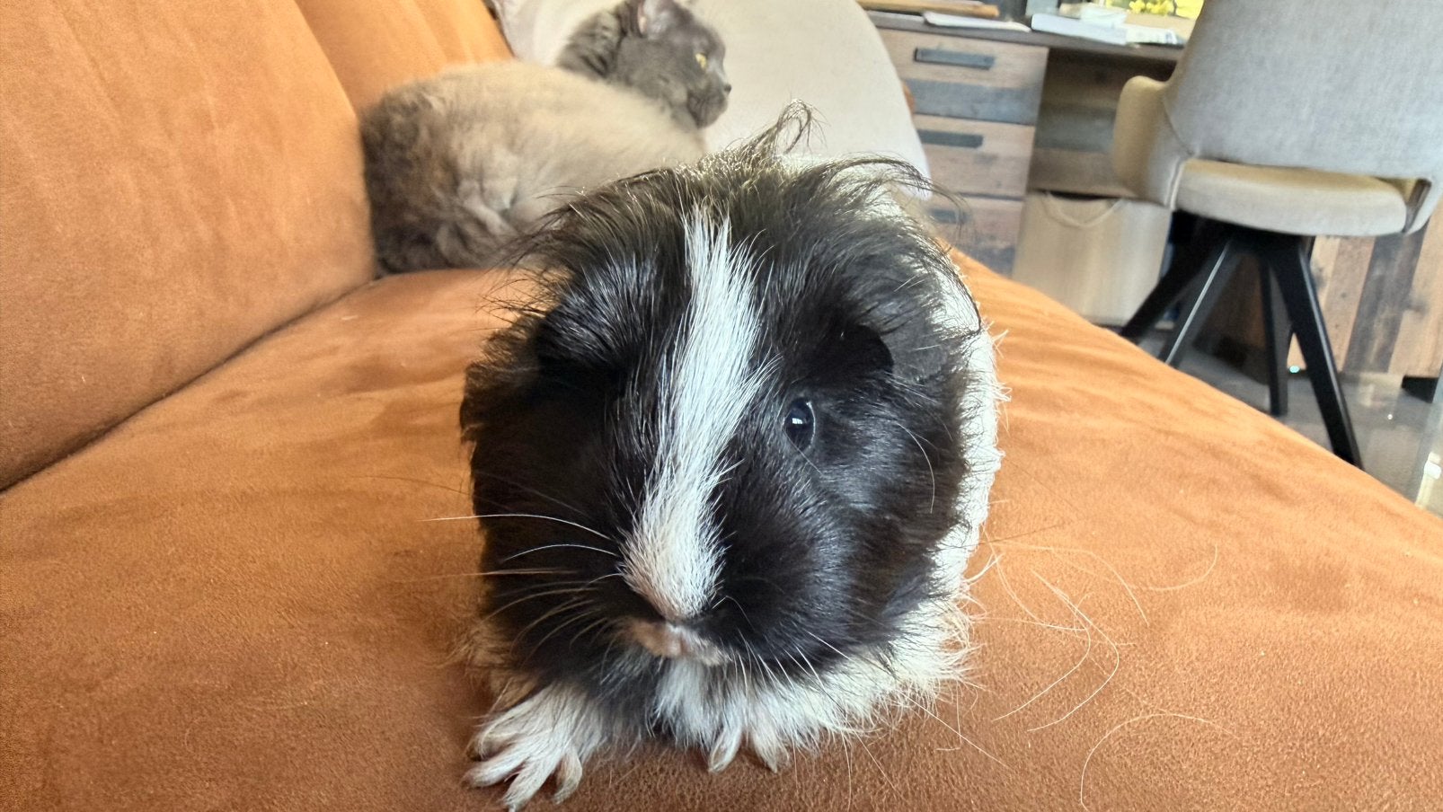 Cavia, zwart-wit vrouwtje Shelty cavia, Dieren en Toebehoren, Cavia, Vrouwelijk, November, Tam