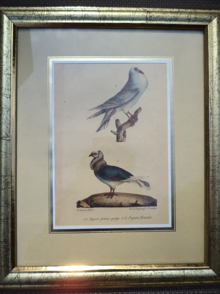 antiek 1837 litho duiven Oeuvres Complètes de Buffon Lejeune, Ophalen of Verzenden