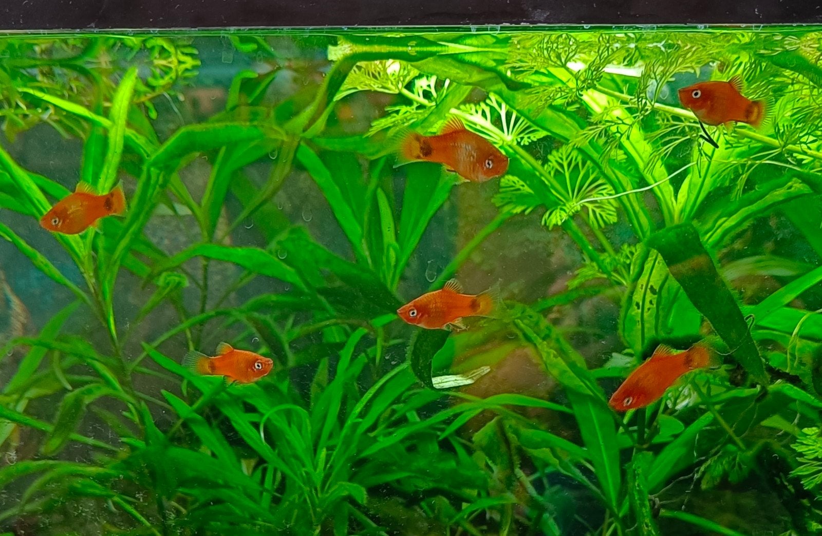 Oranje platys, eigen kweek, Dieren en Toebehoren, Vis, Zoetwatervis, Schoolvis