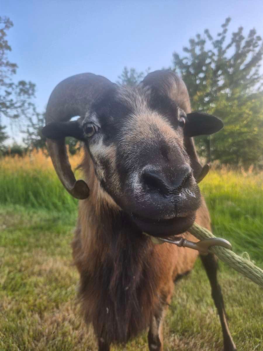Kameroen schaap te koop!!, Schaap