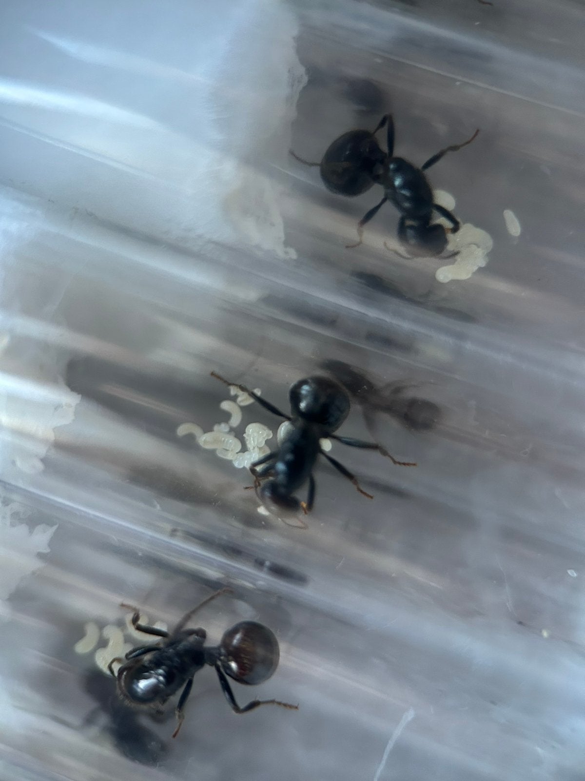 10 messor barbarus met poppen, €20 / mieren ant kolonie, Mieren