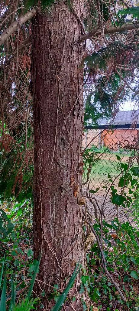 gratis 2 bomen voor brandhout, Tuin en Terras, Brandhout, Ophalen