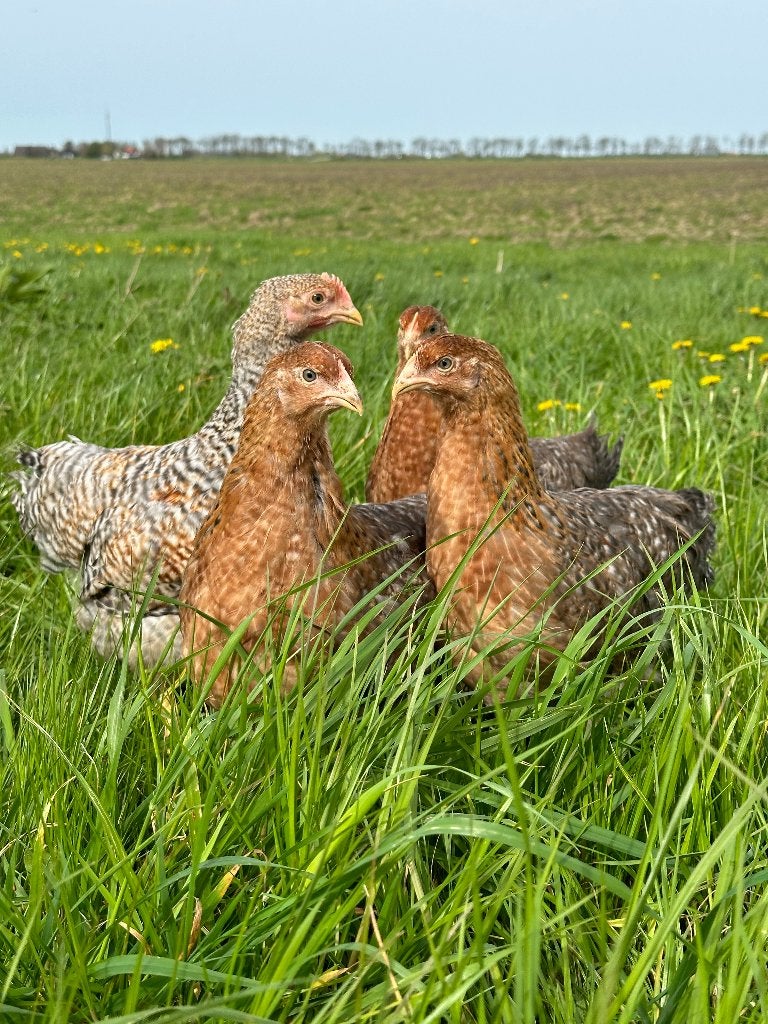 Jonge tamme Bielefelder kippen gesekst en ingeënt, Dieren en Toebehoren, Vrouwelijk, Kip