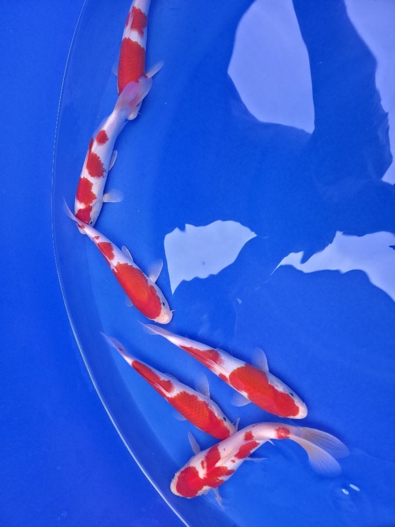 20 koi, Dieren en Toebehoren, Vissen | Vijvervissen