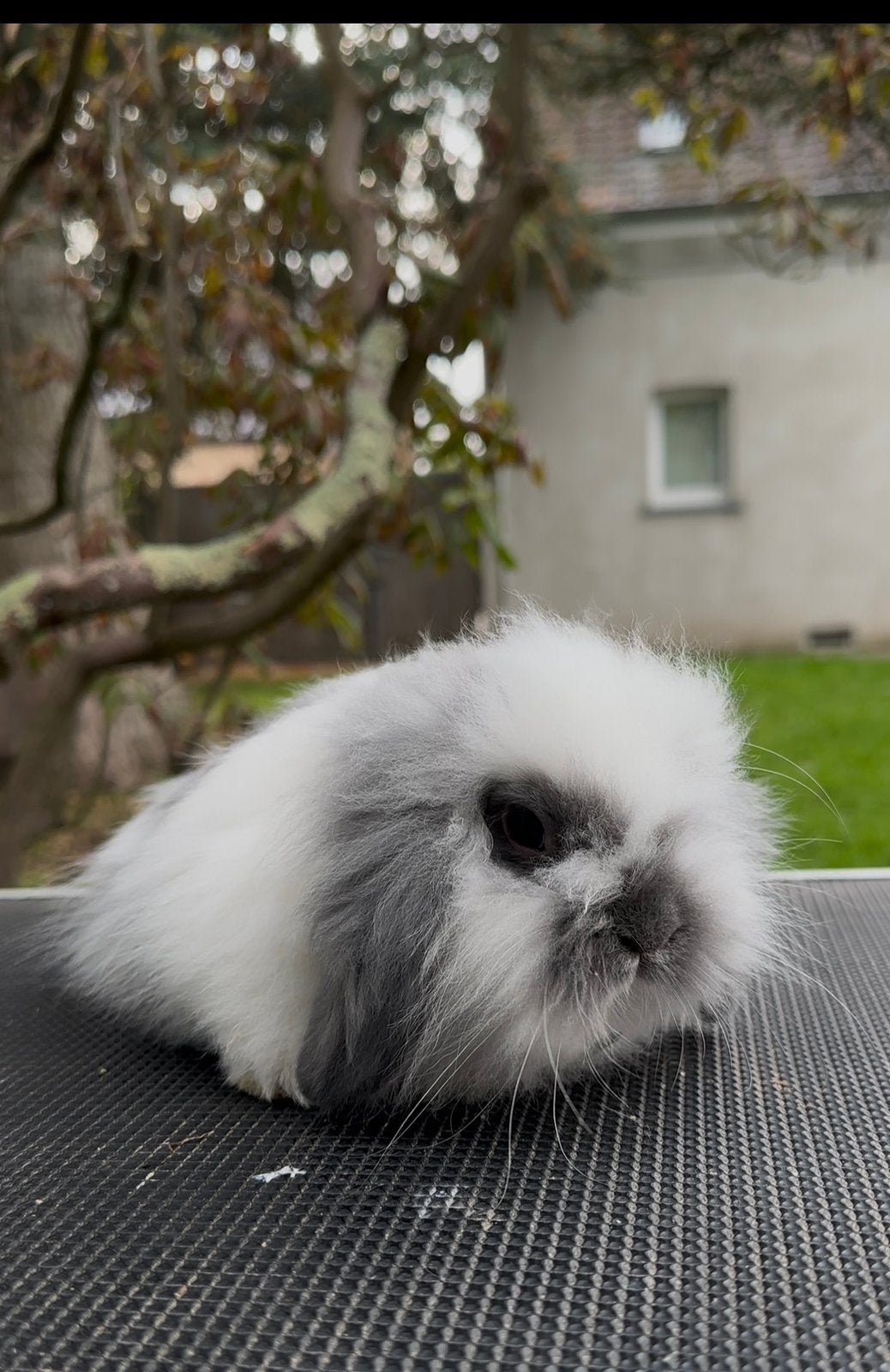 Mini lionlop, Dieren en Toebehoren, Augustus, Mannelijk, Overige typen, Tam
