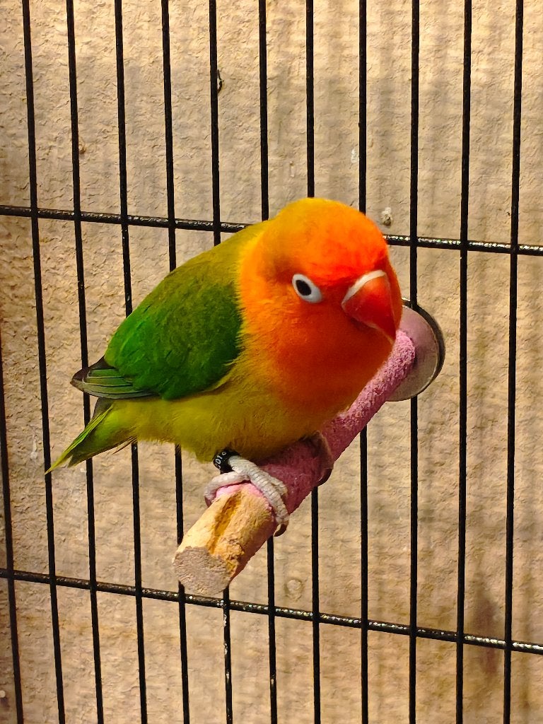 Agapornis, dwergpapegaai met vogelkooi, Dieren en Toebehoren, Geslacht onbekend, Dwergpapegaai of Agapornis, Geringd