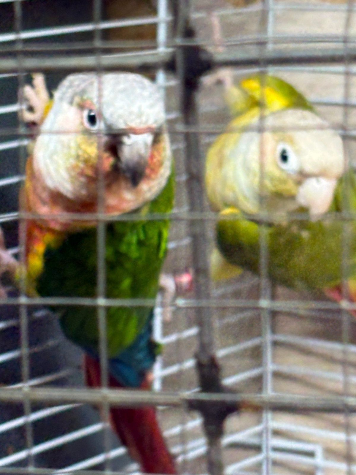 Cornure molinae, Dieren en Toebehoren, Vogels | Parkieten en Papegaaien