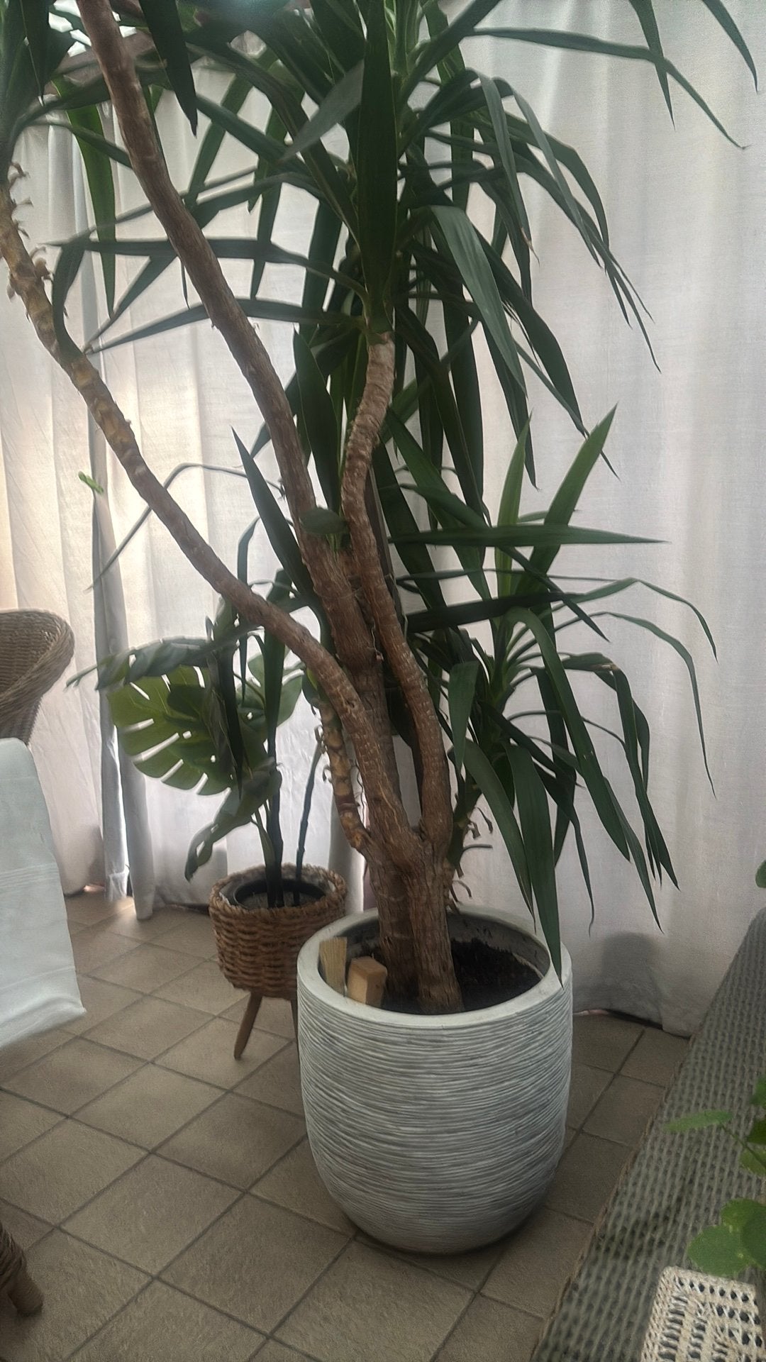 Heel grote Jukka plant. In goede staat., Maison & Meubles, Plantes d'intérieur, Enlèvement