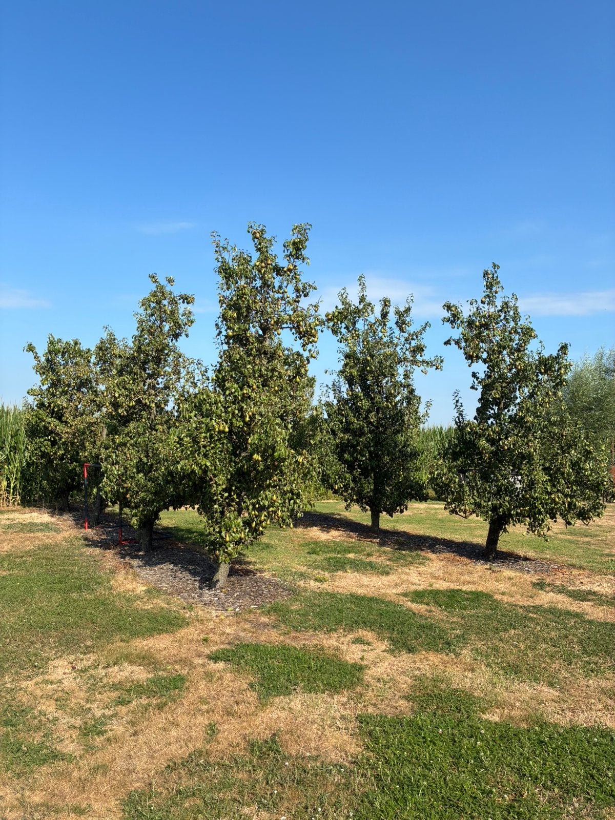 Perenbomen, Ophalen