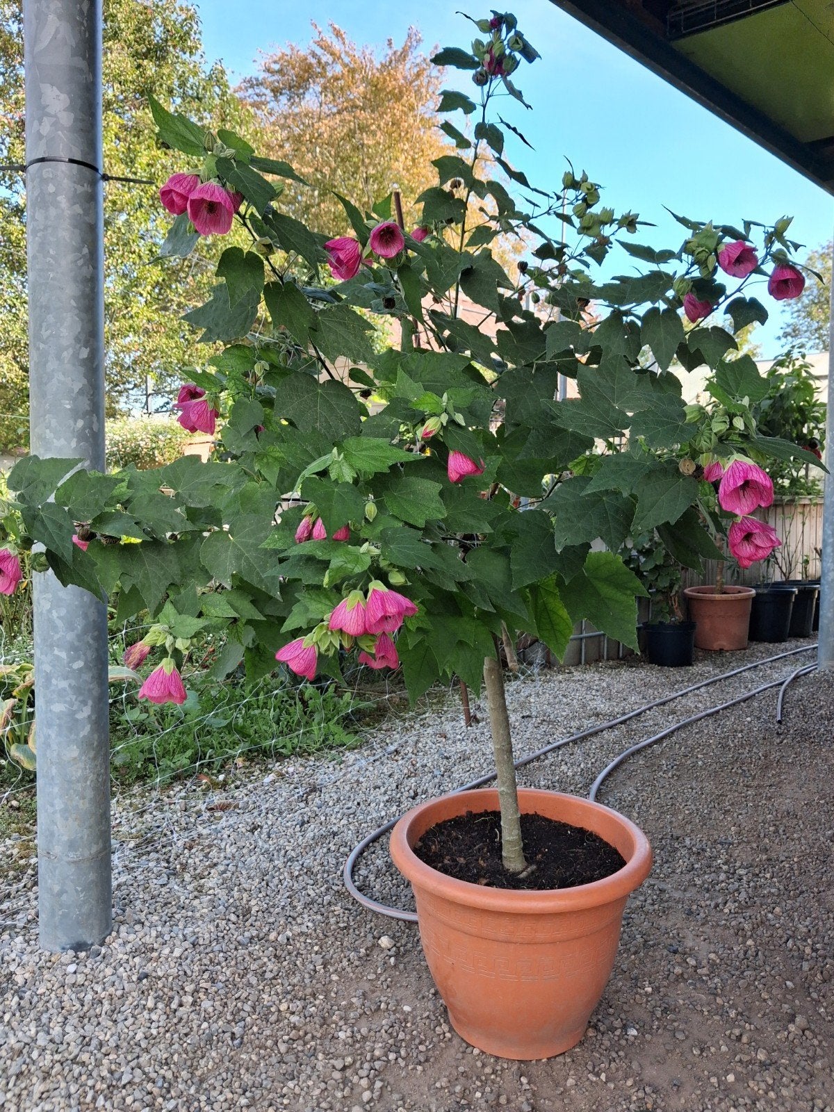 abutilon op stam in mooie pot, Ophalen
