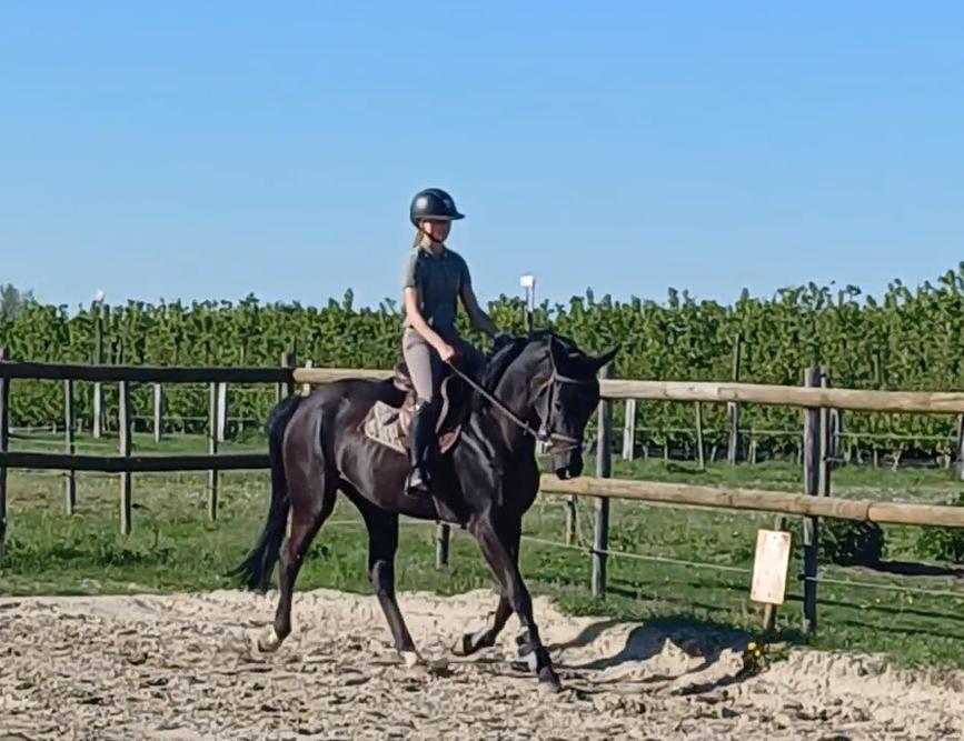 Knappe merrie van For Ferrero, Dieren en Toebehoren, Merrie, Met stamboom, Dressuurpaard, Zadelmak