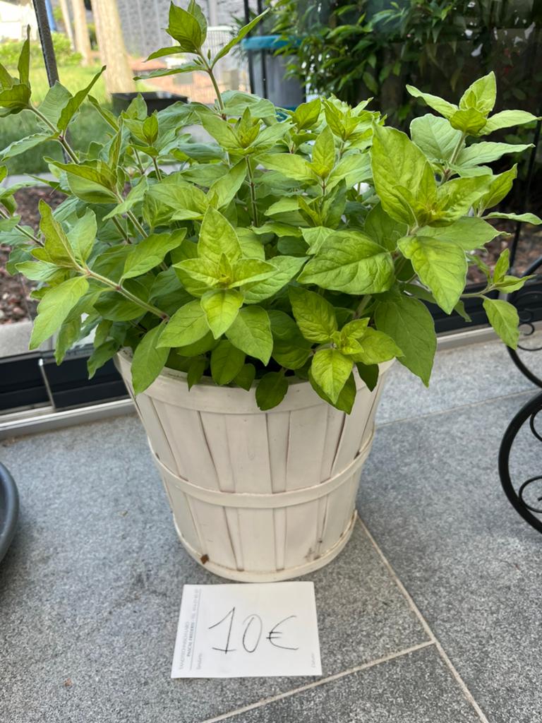 Tuinplant, Enlèvement, Comme neuf