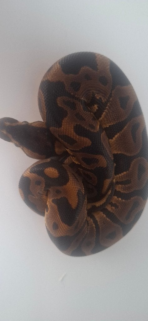Python regius  mal leopard black Pastel  possible het clown, Animaux & Accessoires, Enlèvement, Neuf